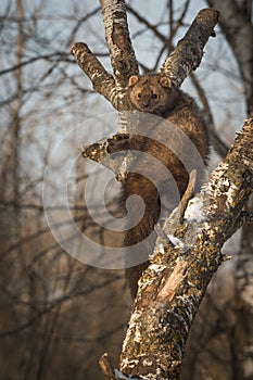 Fisher Martes pennanti Peers Out from Crook in Tree