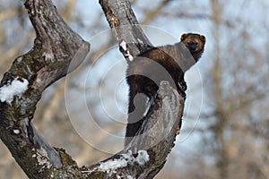 Fisher Martes pennanti Perched in Tree Looks Out Winter