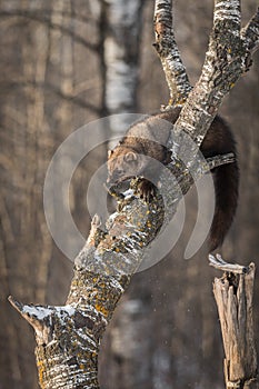 Fisher Martes pennanti Pushes Snow Off Tree