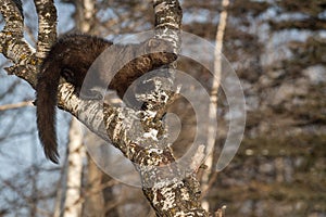 Fisher Martes pennanti Stands in Crook of Tree