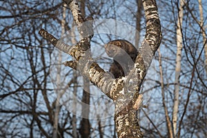 Fisher Martes pennanti Stares Out from Crook of Tree Winter