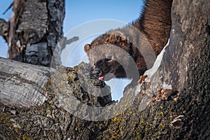 Fisher Martes pennanti Sticks Out Tongue Close Up