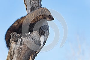 Fisher Martes pennanti In Tree Against Blue Sky Winter