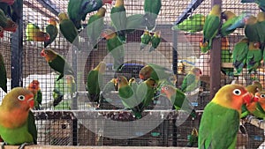Fisher Parrot Colony - Young Love Birds in a large number