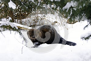 Fisher Portrait in snow