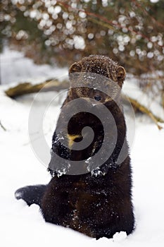 Fisher Portrait in snow