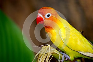 Fisher's lovebird