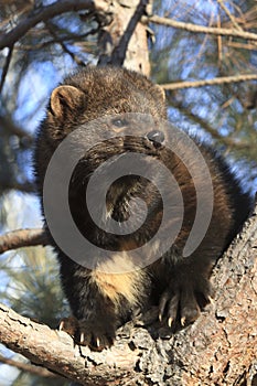 Fisher standing in tree posing