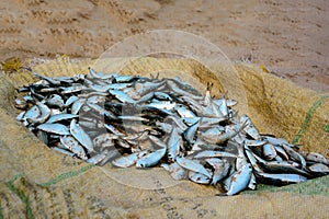 Fisheries Activities And Fish Market In Negombo, Sri Lanka