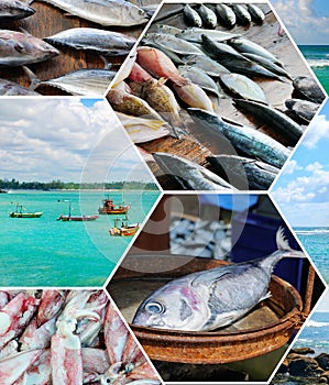 Fisheries on the coast of Sri Lanka. Photocollage