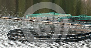 Fisheries, Fish Farm In Summer Lake Or River In Beautiful Summer Sunny Day. Fish Farm Salmon. Close Up