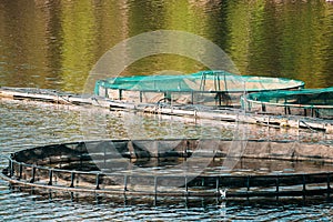 Fisheries, Fish Farm In Summer Lake Or River In Beautiful Summer Sunny Day. Swedish Nature, Sweden