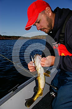 Man Angler Unhooks a Walleye Caught On A Jig Lure Fishing photo