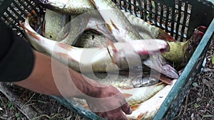 Fisherman arranging fresh caught pike fish in a box 4K