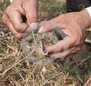 The fisherman attaches the frog