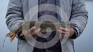A fisherman on autumn fishing caught a pike holds a predatory fish in his hands and demonstrates to the camera