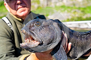 Fisherman with big wolffish near Lofoten, Senija, Alta Norway. Man holding catch Atlantic wolf fish