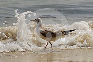 Fisherman bird, river gull  - Chroicocephalus ridibundus