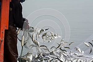 On the fisherman boat, Catching many fish