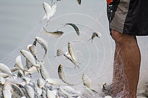 On the fisherman boat, Catching many fish