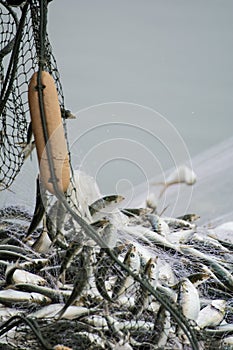 On the fisherman boat, Catching many fish