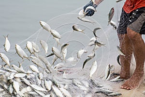 On the fisherman boat, Catching many fish