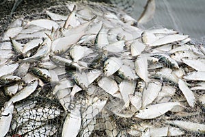 On the fisherman boat, Catching many fish