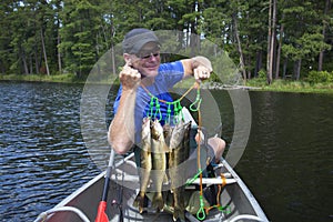 Fisherman in a canoe holds up a stringer of walleyes