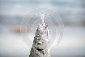 Fisherman catches a Bass fish at the seashore in Campoamor Spain. Bass hooked at a fishing lure. Close up view of Bass fish