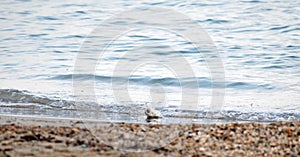 Fisherman catches a Bass fish at the seashore in Campoamor Spain. Bass hooked at a fishing lure. Close up view of Bass fish