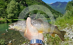 Fisherman catching brown trout in river