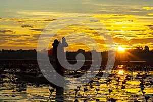 A fisherman catching freshwater fish during on sunsrise. Silhouette