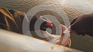 Fisherman catchs and holds in his hands a caught predatory fish