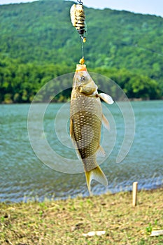 Fisherman caught carp from the lake