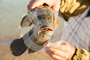 The fisherman caught the fish on a fishing pole