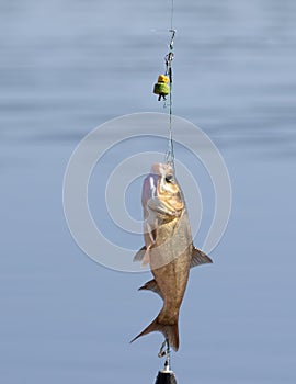 The fisherman caught the fish, pulled it out of the water. The fish is hanging on the hook