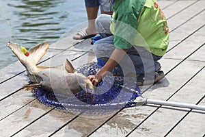 Fisherman caught a giant catfish.