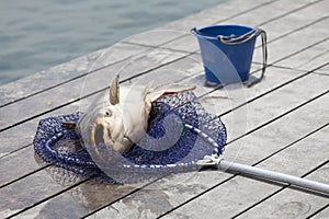 Fisherman caught a giant catfish.