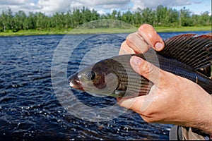 Fisherman caught a large grayling