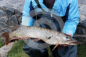 Fisherman with the caught pike