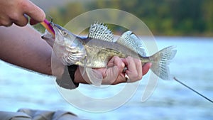 The fisherman caught a pike perch on a jig