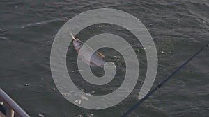 Fisherman caught a predatory fish on a spinner in slow motion
