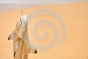 Fisherman caught the shark on the beach with white foam wave at the sea. Shark on fishing-rod with beach background Shark and fish