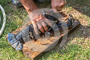 Fisherman cleaning a breton lobster