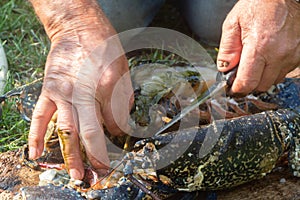 Fisherman cleaning a breton lobster