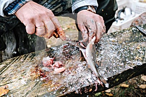 Fisherman cleaning fish on wooden board outdoors