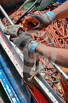 Fisherman cleaning freshly caught octopus in his boat