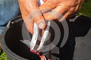 Fisherman cleaning a mackerel