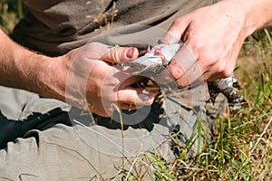 Fisherman cleans the fish on the grass use a knife. Hands close-up.