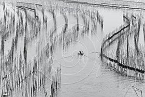 The fisherman cultivating kelp with the bamboo shelfs.